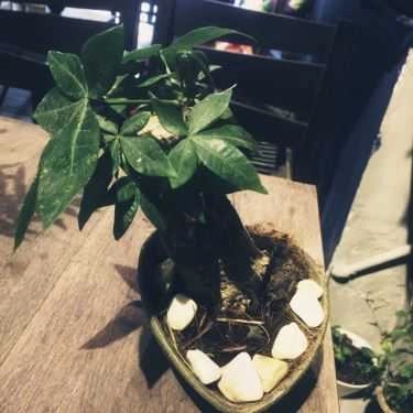 Tổng hợp- Ohi Tree and Coffee - Phan Chu Trinh