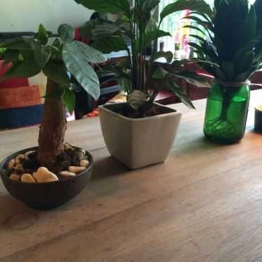Tổng hợp- Ohi Tree and Coffee - Phan Chu Trinh
