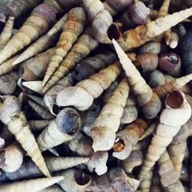 Tổng hợp- Ăn vặt Quán Ốc - Nghĩa Tân