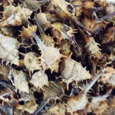 Tổng hợp- Ăn vặt Quán Ốc - Nghĩa Tân