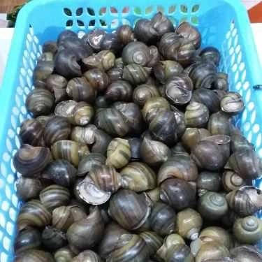 Tổng hợp- Ăn vặt Quán Ốc - Nghĩa Tân
