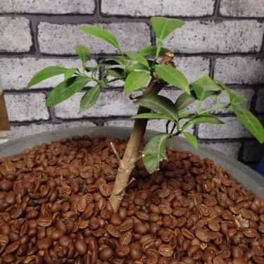 Tổng hợp- Reng Reng Cafe