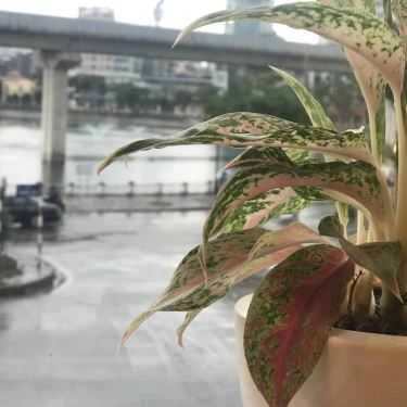 Tổng hợp- Cafe Royaltea - Hoàng Cầu