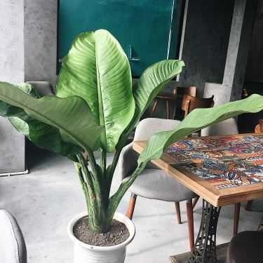 Tổng hợp- Cafe Royaltea Hongkong 皇茶 - Thái Hà
