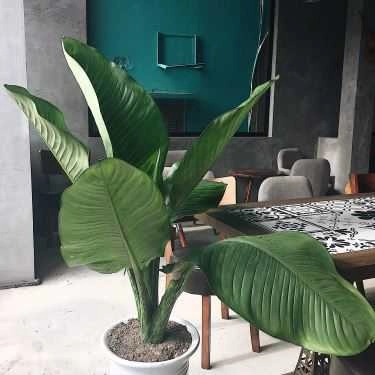 Tổng hợp- Cafe Royaltea Hongkong 皇茶 - Thái Hà