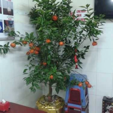 Tổng hợp- Ăn vặt Thạch Kem Dừa Dũng - Hàng Cót