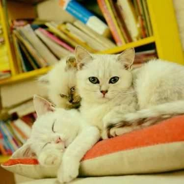 Tổng hợp- Cafe Meow+ - Trà Sữa & Kem Hoa Quả