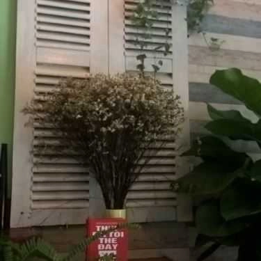 Tổng hợp- Tree Cafe