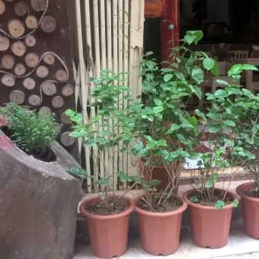 Tổng hợp- Tree Cafe