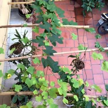 Không gian- Vietlesson Coffee House