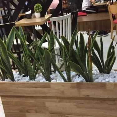 Tổng hợp- Cafe Xing Cha - Trung Kính