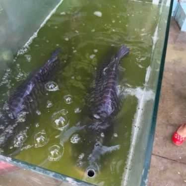 Tổng hợp- Nhà Hàng Ẩm Thực Gà Rừng