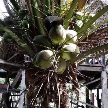 Tổng hợp- Nhà Hàng Tân Sake - Ẩm Thực Sinh Thái