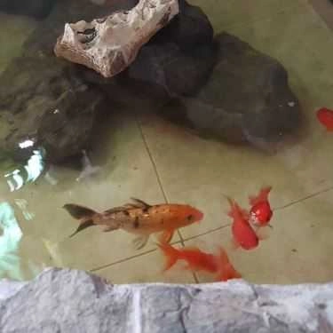 Tổng hợp- Quán Ăn DoMiNo- Bún Riêu Trứng Mực & Rau Nhút