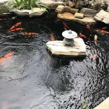 Tổng hợp- Koikichi - Cà Phê Sân Vườn