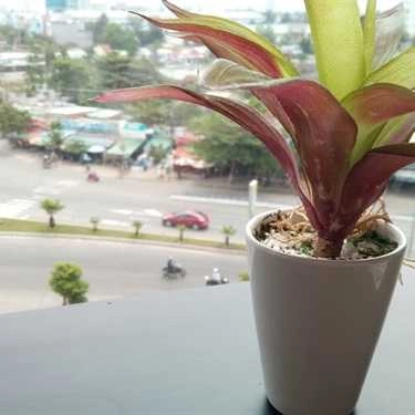 Tổng hợp- Cafe Lyn's Milk Tea & Drinks - Vincom Center Đà Nẵng