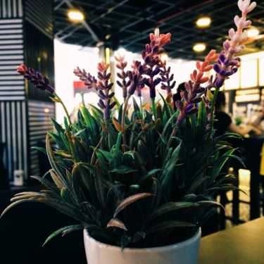 Tổng hợp- Cafe Lyn's Milk Tea & Drinks - Vincom Center Đà Nẵng