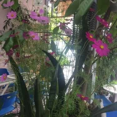 Tổng hợp- Ngọc Anh Cafe - Phạm Nhữ Tăng