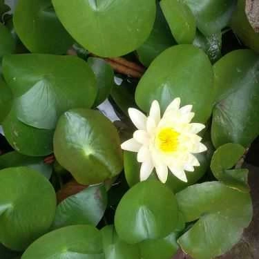 Tổng hợp- Quán Ăn Bún Cô Sen