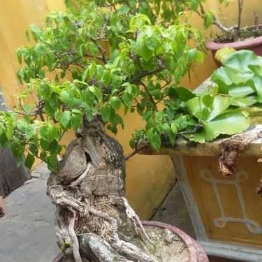 Tổng hợp- Quán Ăn Bún Cô Sen