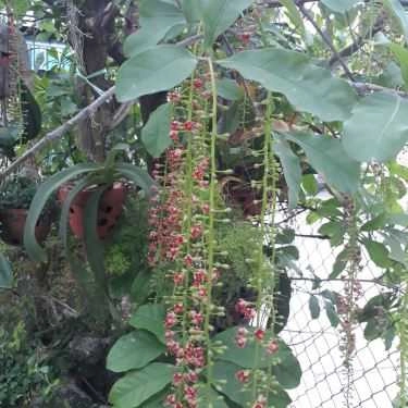 Tổng hợp- Quán Ăn Gà Tre Quế Sơn