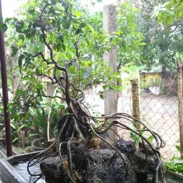 Tổng hợp- Quán Ăn Mì Quảng Công