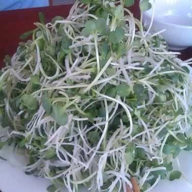 Tổng hợp- Quán Ăn Mì Gà Ớt Xanh