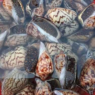 Tổng hợp- Quán Ăn Ốc Chảo Quán