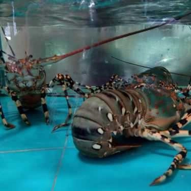 Tổng hợp- Nhà Hàng Bảo Long - Hải Sản Tươi Sống & Đặc Sản Rừng