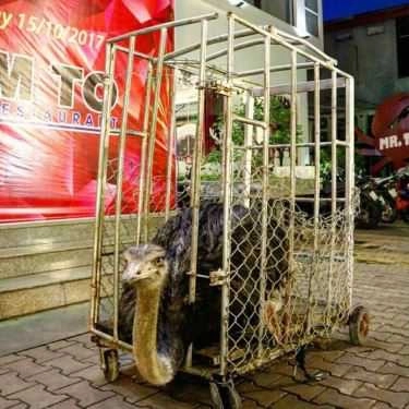 Tổng hợp- Chim To - Nhà Hàng Thịt Đà Điểu