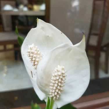 Tổng hợp- Nhà Hàng Hu Dim - Dim Sum & Lẩu Hong Kong