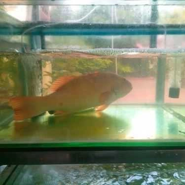 Tổng hợp- Nhà Hàng Hoàng Anh - Nguyễn Tri Phương