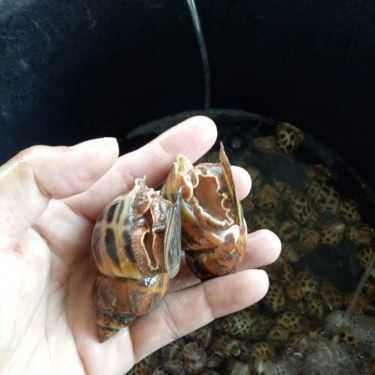 Tổng hợp- Chân Cầu Cửa Việt - Nhà Hàng Hải Sản