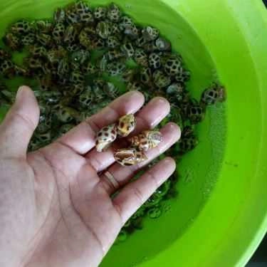 Tổng hợp- Chân Cầu Cửa Việt - Nhà Hàng Hải Sản