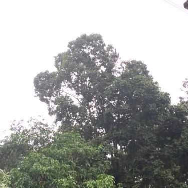 Tổng hợp- Nhà Hàng Chùa Dơi