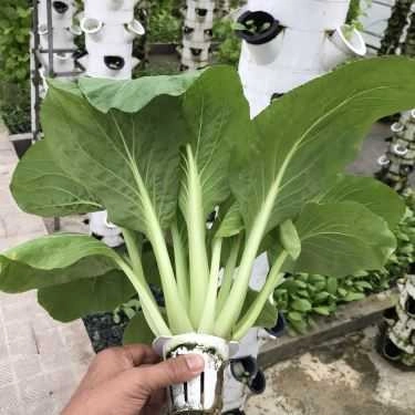 Tổng hợp- Beloved Farm - Nhà Hàng Lẩu Hơi & Lẩu Chay