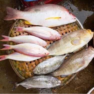 Tổng hợp- Nhà Hàng Hoa Biển