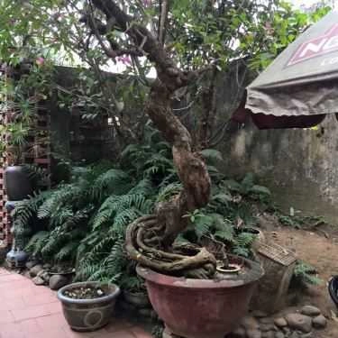 Tổng hợp- Phong Cafe