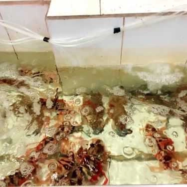 Tổng hợp- Quán Ăn Khánh Chi - Hải Sản Sầm Sơn