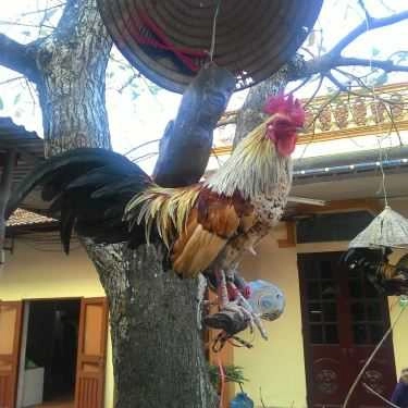 Tổng hợp- Nhà Hàng Vũ Bảo - Quốc Lộ 47