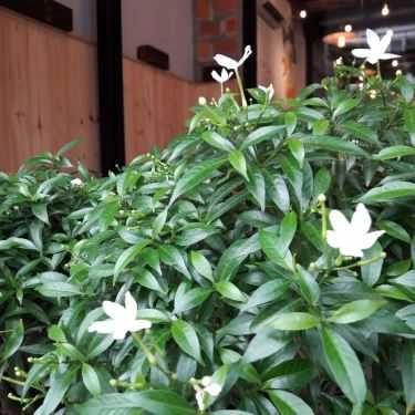 Tổng hợp- Aroma Coffee