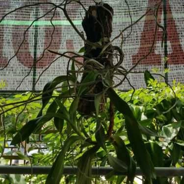 Tổng hợp- Bia Coffee