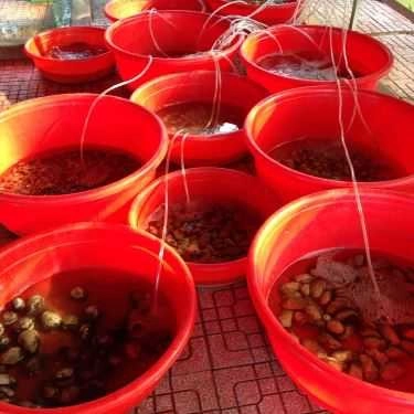 Tổng hợp- Nhà Hàng Cảnh Dương Beach Camp - Hải Sản Tươi Sống