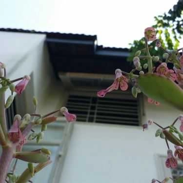 Tổng hợp- Lethi's Garden Cafe