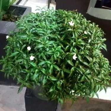 Tổng hợp- Cafe Ding Tea - Trà Sữa Đài Loan