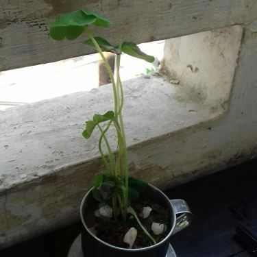Tổng hợp- Gác Trịnh Cafe