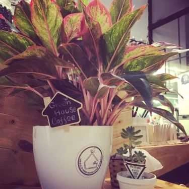 Tổng hợp- Green House Coffee