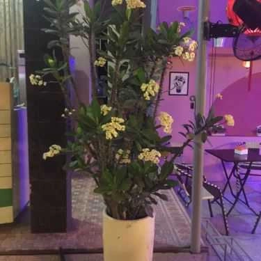 Tổng hợp- Cafe Lavy - Kem Cá Hàn Quốc