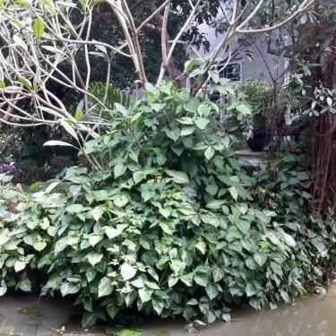 Tổng hợp- Nhà Hàng Vườn Ngự Hà - Món Chay