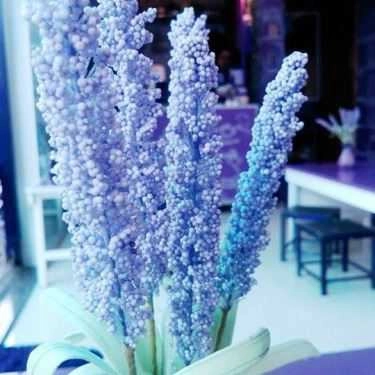 Tổng hợp- Cafe Tím Kafe